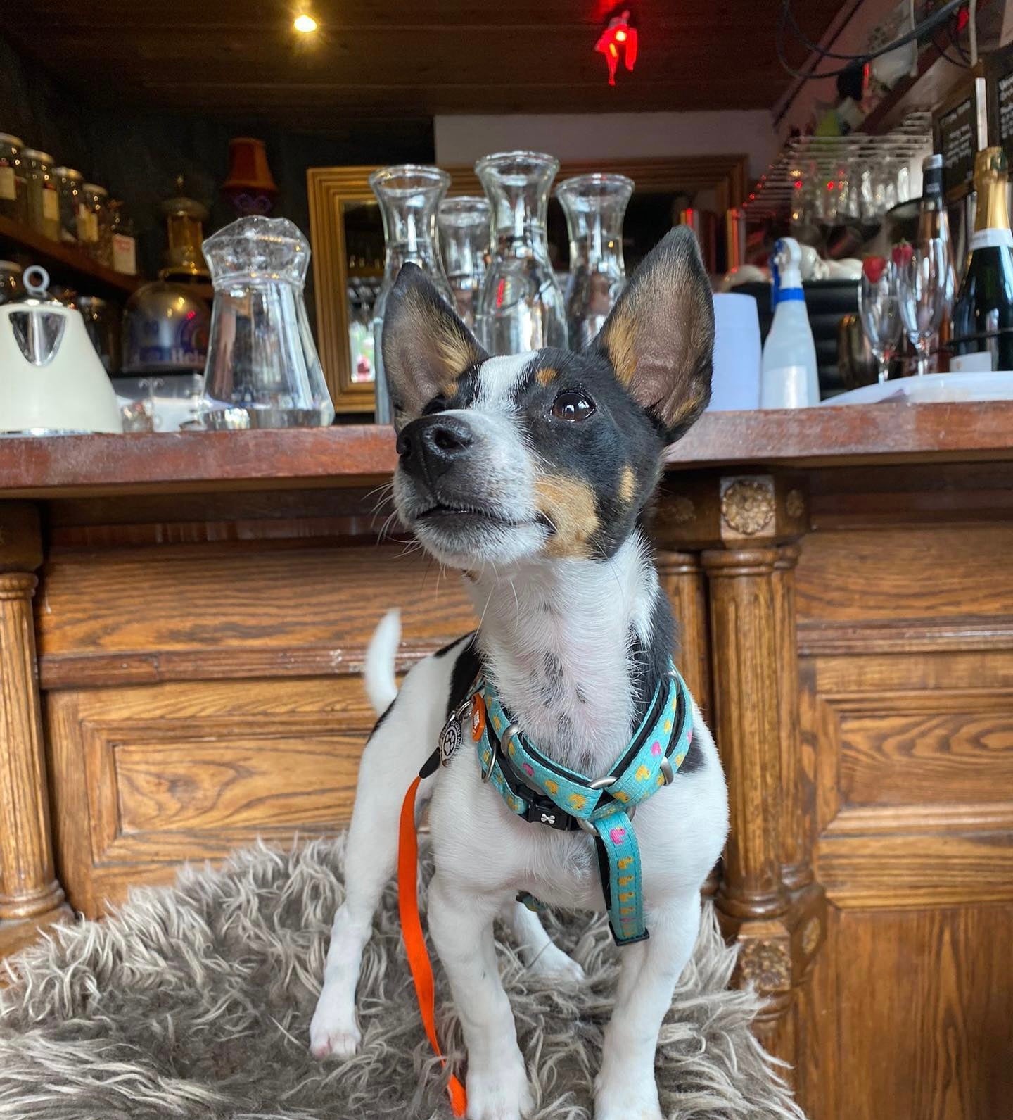 dublin-s-best-dog-friendly-restaurants-pubs-caf-s